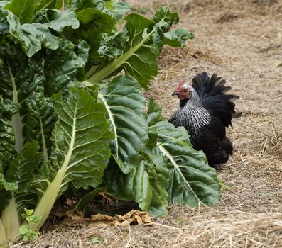 backyard self suffiiciency - organic gardening green spinach silverbeet and foraging birchen hen bantam