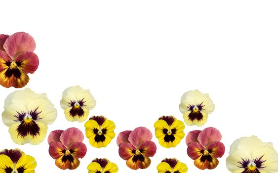 spring pansy flower border isolated on white copy space background