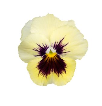 single spring yellow cream velvet pansy flower blossom isolated on white background