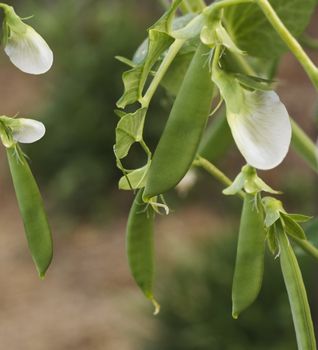 spring fresh garden peas - green organic vegetables homegrown nutritional and healthy