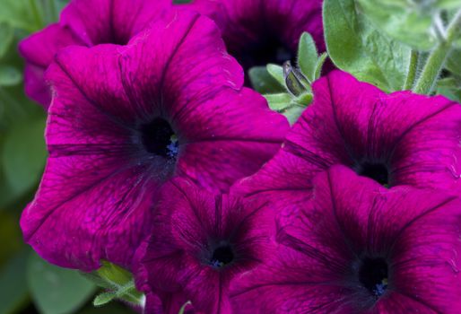 purple velvet petunia garden flowers
