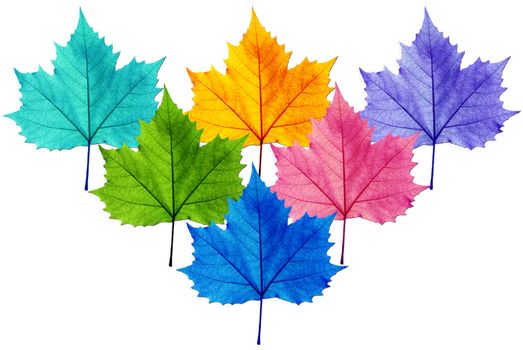Leaf color in different geometry