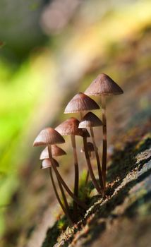 Clustered bonnet (Mycena inclinata) on the tree