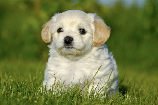 A Bichon Havanais puppy resting in the sun