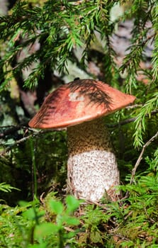 Edible mushroom (Leccinum Aurantiacum) with orange caps  