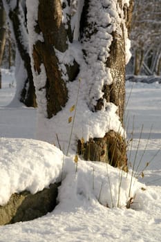 Snow and ice on tree