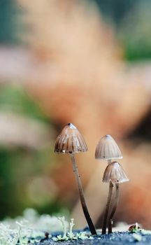 Clustered bonnet (Mycena inclinata) on the tree