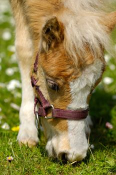 A sweet young horse is eating green grass