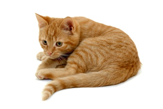 Sweet small kitten resting on a white background