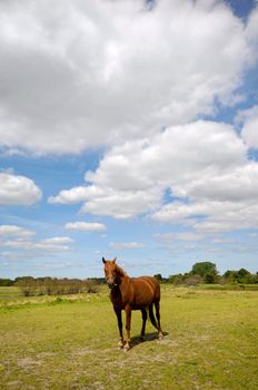 Horse on green feild with blue and cloudy sky in the background.