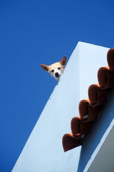Guard dog on roof is looking down.