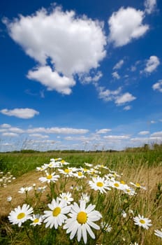Chamomile flowers on field with blue and cloudy sky.
