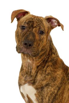 Staffordshire terrier dog on a clean white background