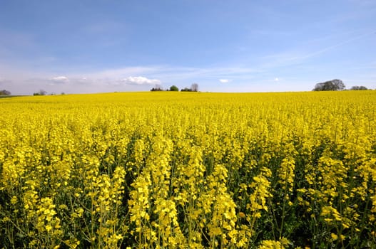 Yellow rape field with blue and cloudy sky.
