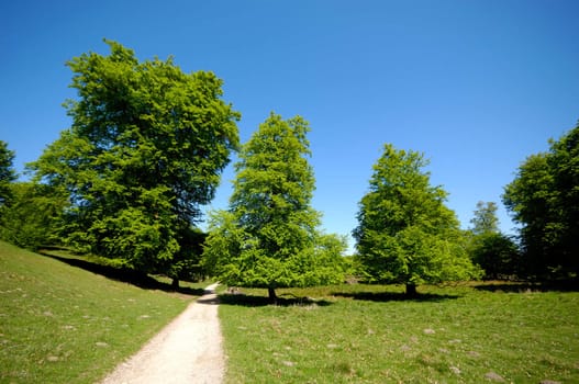 Nature with green trees and a pathway