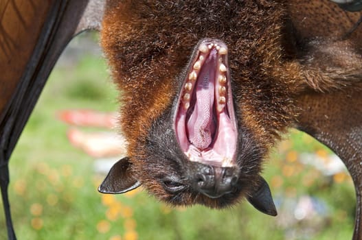 Sleepy bat open his mouth showing teeth and tongue