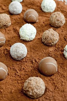 pralines in cocoa