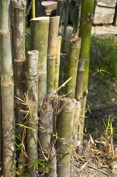 Green Cutted bamboo in a park of indonesia