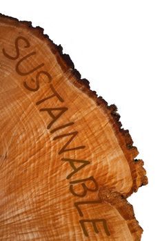 Cross section of tree trunk with word 'sustainable' . White background.