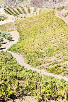 vineyars in Douro Valley, Portugal