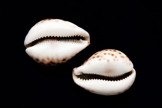 Sea shells isolated on black