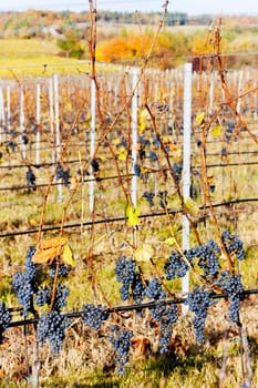 red grapes in vineyard, Czech Republic