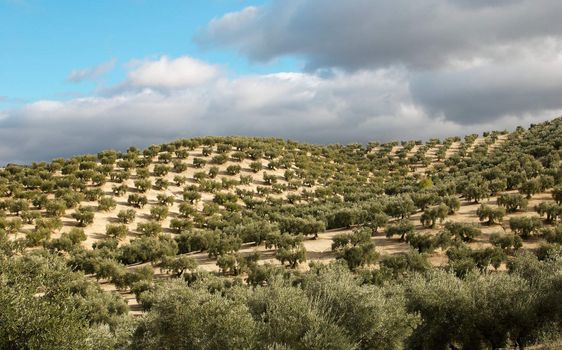 Typical symmetrical olive tree plantation in Spain