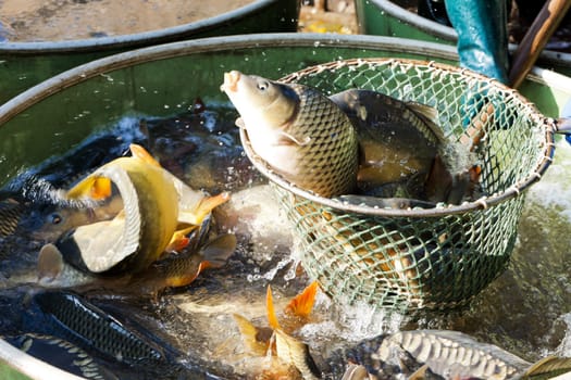 harvesting pond