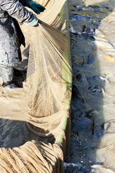 harvesting pond