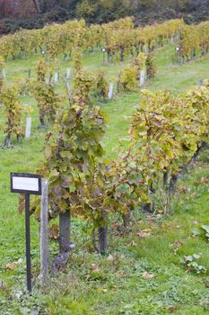 Rhg. Draht - Pfahlerziehung, Eberbach, Hessen, Germany
