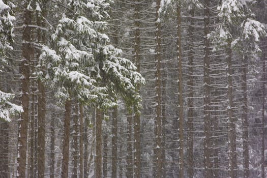 winter forest