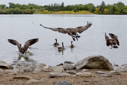 Canadian geese about to take off for flight in different formations