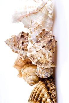 Sea shells over white background - isolated