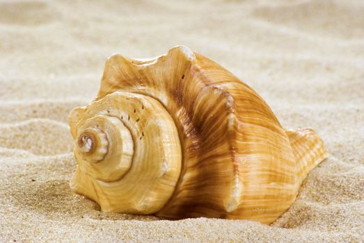 Close-up sea shell on the beach