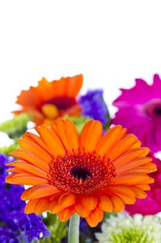 Gerber Daisy with other flowers isolated over white background