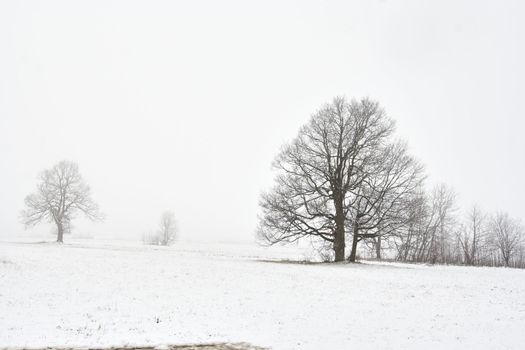 Shot of the snowy winter landscape with tree