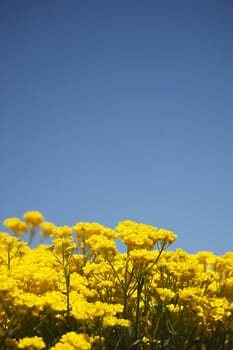 Yellow flowers over blue sky with copy space.