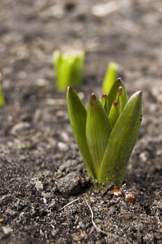 Spring time - first crocus growing