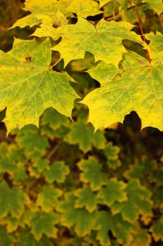 Polish golden autumn