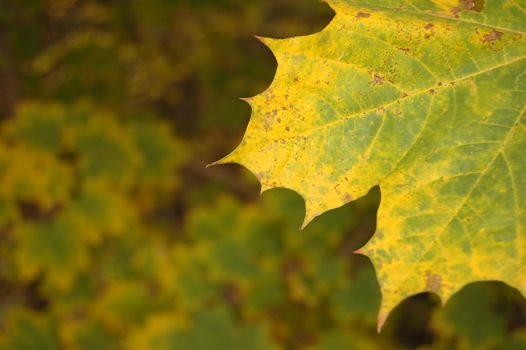 Polish golden autumn