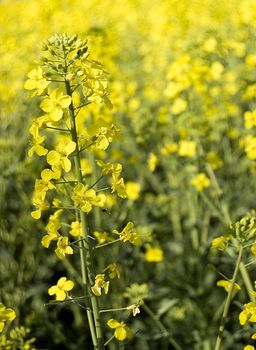 Yellow canola field. Spring photo.