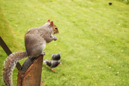 squirrel in Hyde Park, London