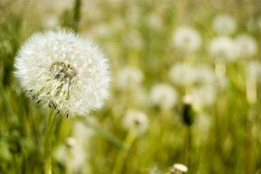 Dandelion field close up. White balls over green.