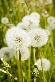 Dandelion field close up. White balls over green.