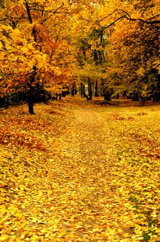 Polish golden autumn