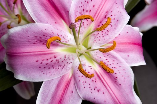 Beautiful pink lilly over black background