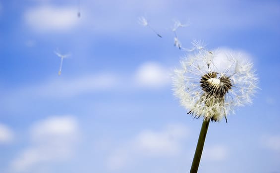 Dandelion with flying seeds over blue sky.