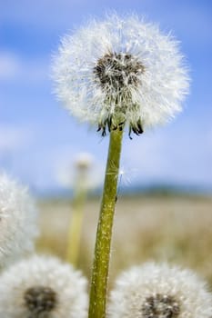 Dandelion field close up. White balls and blue sky.