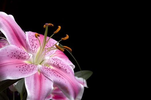 Beautiful pink lilly over black background