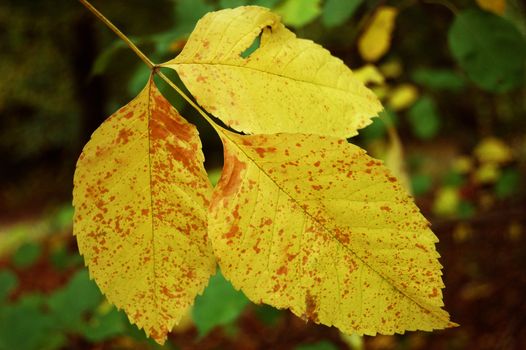 Polish golden autumn